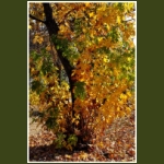 autumn004.jpg