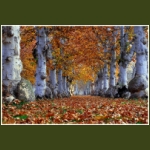 autumn023.jpg