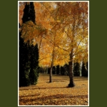 autumn026.jpg