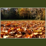 autumn057.jpg