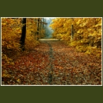 autumn099.jpg
